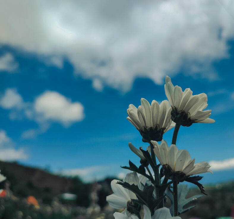 Blooming mountains